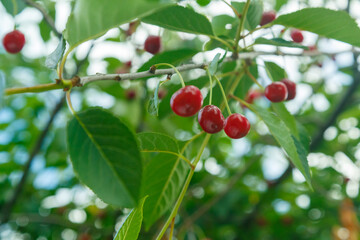 Fresh ripe cherries on a tree in the greenery and the rays of the sun.