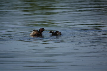 little grebe (Tachybaptus ruficollis) on lake during summer wit one of its young