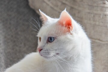 Close-up shot of a white Anatolian cat in a blur © Diana Samson/Wirestock Creators
