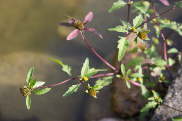 Medicinal plant bur beggar-ticks, tripartite bur-marigold (Bídens tripartíta)