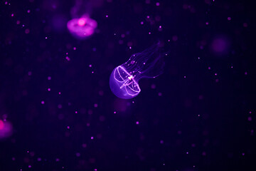 Obraz na płótnie Canvas Jellyfish dance in dark blue ocean water.