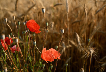 Blooming scarlet poppies. Poppies in the wheat field of Ukraine. Poppies bloom among mature spikelets of wheat at harvest time. Red poppies close-up.