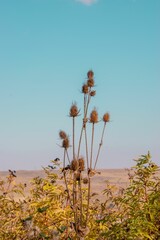Closeup of wild teasel in wilderness against the blue sky - obrazy, fototapety, plakaty