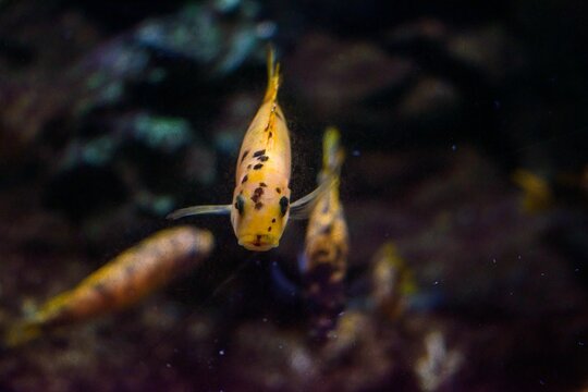 Closeup of Red Zebra Cichlid (Maylandia estherae)