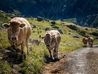 Four cows walking along a road heading to the valley of the Aragonese Pyrenees to graze.