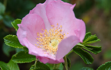 Beautiful light pink rosa rugosa rose with yellow stamens.