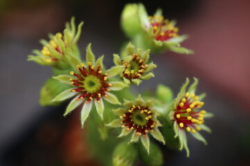 Rojnik ruski Sempervivum ruthenicum