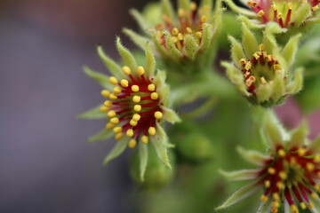 Rojnik ruski Sempervivum ruthenicum