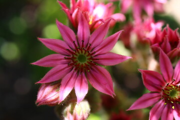 Obraz premium Rojnik pajęczynowaty Kramer's Spinrad Sempervivum arachnoideum