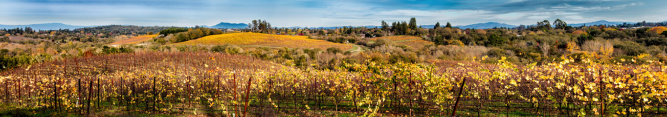 Panoramic of a vineyard in autumn with lots of yellow and orange colors. There are trees and a few houses in the distance behind the vineyards.The sky is a bit dark and moody. Clouds dominate.