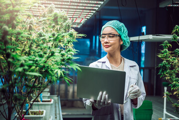 Asian woman scientist, researcher in lab coat using laptop for work in cannabis indoor farm,...