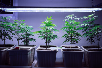 Organic cannabis, hemp, marijuana plants under grow light indoor farm, Herbal pharmaceutical...