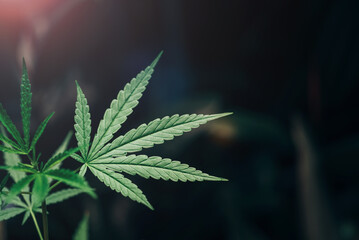 Organic cannabis plants, Hemp Leaves in indoor cannabis farm, CBD oil, THC, Herbal pharmasutical laboratory and research for alternative herb medicine.Nature green background.