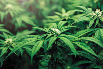 Organic cannabis flowers plants, Hemp Leaves in indoor cannabis farm, CBD oil, THC, Herbal pharmasutical laboratory and research for alternative herb medicine.Nature green background.