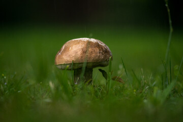 mushroom in the grass rainy day