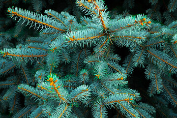 Fluffy fir branches on a dark background, template, texture for a New Year's card