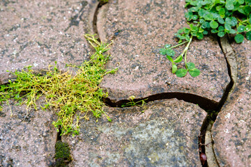 A close-up of moss and green creeping weed growing between the curly concrete paving stones, covered with dark spots from dampness.