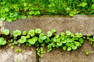 Green weeds have grown between the concrete curb and paving stones on the footpath.
