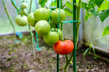 A branch with green and one red tomato in a private garden in a greenhouse.