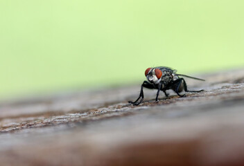 A housefly rests on a wooden bannister