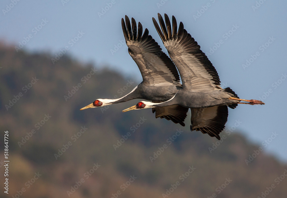 Wall mural White-naped Crane, Antigone vipio