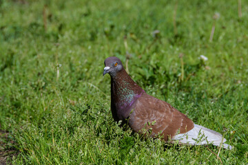 Brown, with a bluish head and a shiny neck, urban pigeon on a green lawn in direct sunlight, close-up.