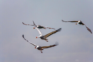 White-naped Crane, Antigone vipio