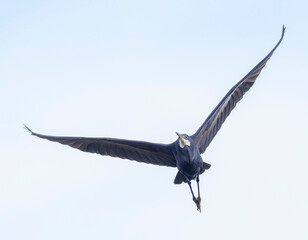 Western Reef Heron, Egretta gularis