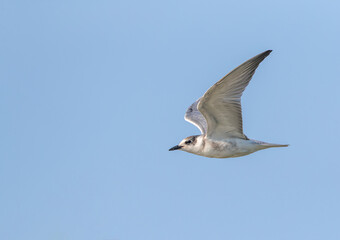 Whiskered Tern, Chlidonias hybrida