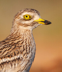 Eurasian Stone-Curlew, Burhinus oedicnemus