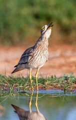 Eurasian Stone-Curlew, Burhinus oedicnemus