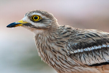 Eurasian Stone-Curlew, Burhinus oedicnemus
