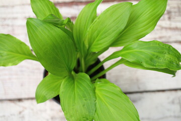 funkia japońska Hosta japonica