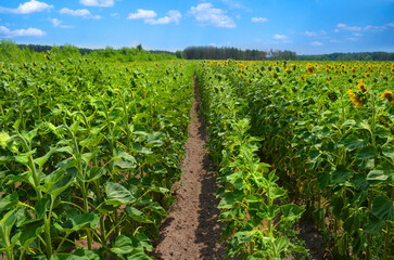 Sunflower field at summer