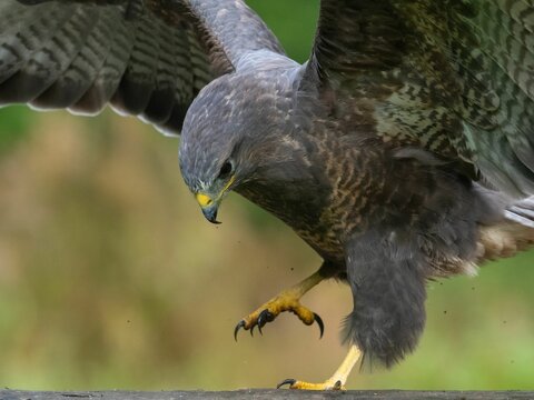 Closeup shot of a beautiful roadside hawk or Rupornis Magnirostris with open wings