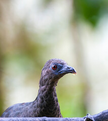 Sickle-winged Guan, Chamaepetes goudotii fagani