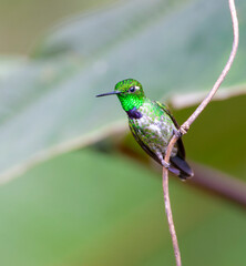Purple-bibbed Whitetip, Urosticte benjamini