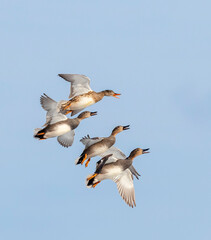 Gadwall, Anas strepera