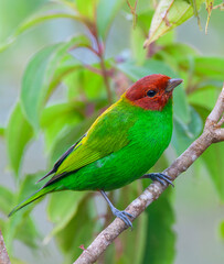 Bay-headed tanager, Tangara gyrola toddi