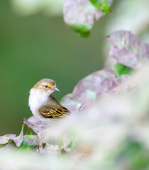 Golden-faced Tyrannulet, Zimmerius chrysops