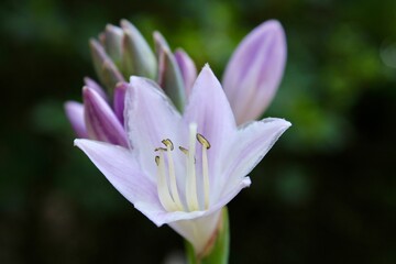 Hosta Flower 