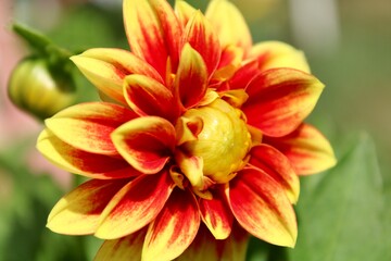 red and yellow dahlia