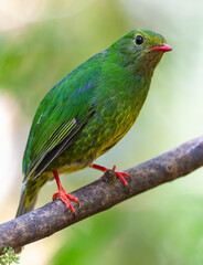 Green-and-black Fruiteater, Pipreola riefferii