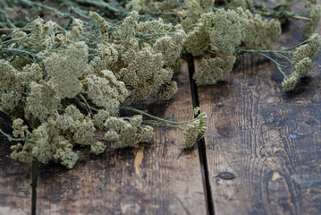 Common yarrow Achillea millefolium white dry  flowers. milfoilold table, green nature background wood stump trunk outdoor, herbal therapy plants concept. wildflower tea