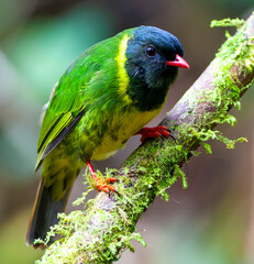 Green-and-black Fruiteater, Pipreola riefferii