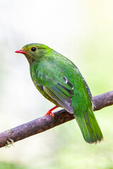 Green-and-black Fruiteater, Pipreola riefferii