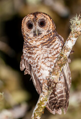 Band-bellied Owl, Pulsatrix melanota melanota