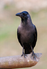 House Crow, Corvus splendens splendens