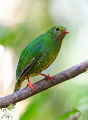 Green-and-black Fruiteater, Pipreola riefferii