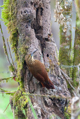 Strong-billed woodcreeper, Xiphocolaptes promeropirhynchus